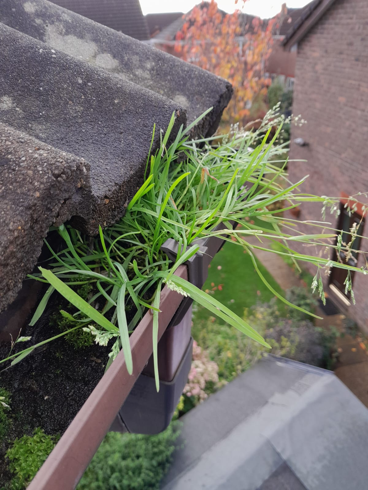 Gutter Cleaning Spike Island Before Overgrown